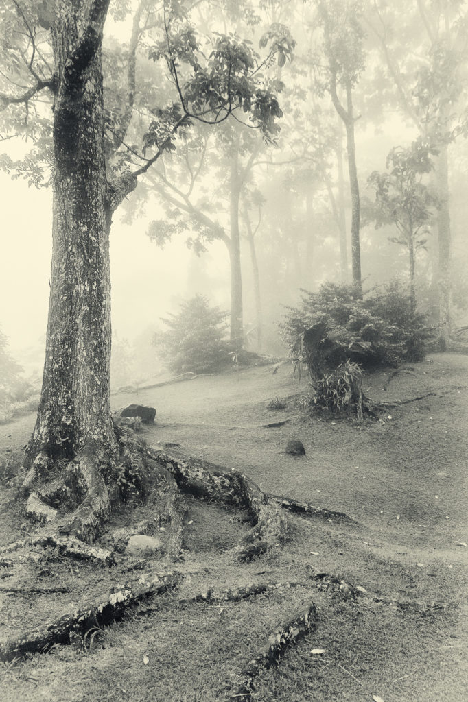 _MG_2197-Edit-Edit-Edit